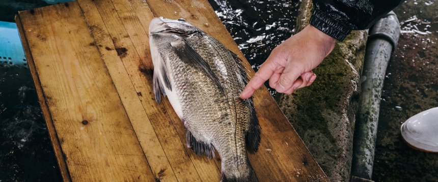 La técnica milenaria del Ikejime
